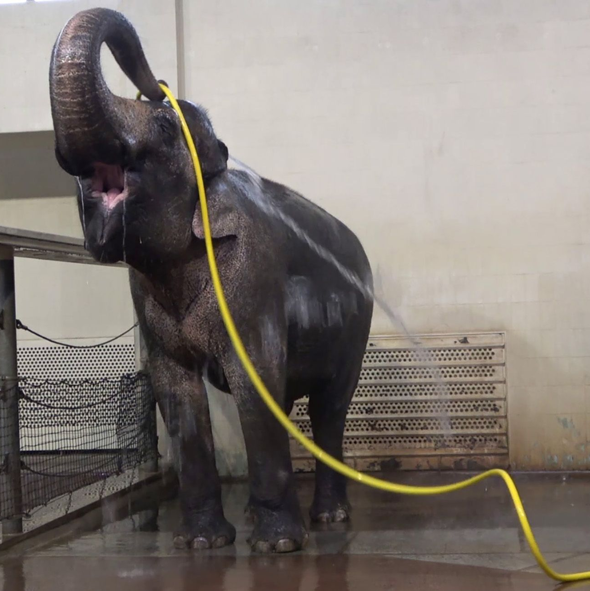 «Duschverhalten wie dieses habe ich bei keinem anderen Elefanten gesehen», sagte Forscherin Lena Kaufmann. - Foto: Lea Urban/Zoo Berlin/dpa