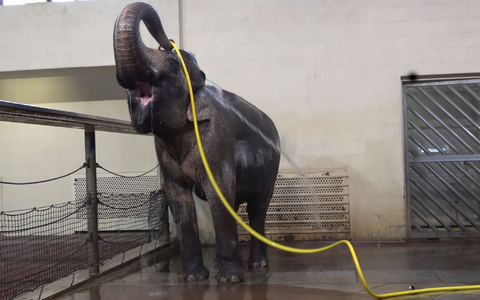 «Duschverhalten wie dieses habe ich bei keinem anderen Elefanten gesehen», sagte Forscherin Lena Kaufmann. - Foto: Lea Urban/Zoo Berlin/dpa