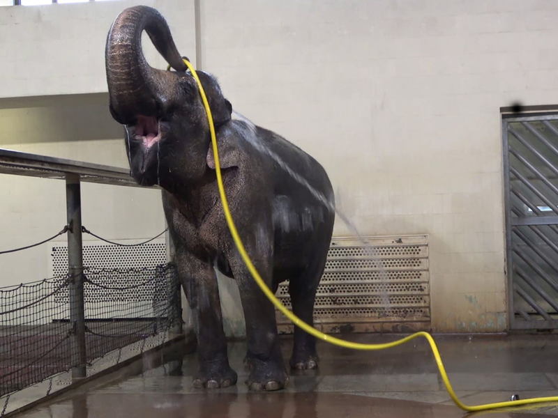 «Duschverhalten wie dieses habe ich bei keinem anderen Elefanten gesehen», sagte Forscherin Lena Kaufmann. - Foto: Lea Urban/Zoo Berlin/dpa