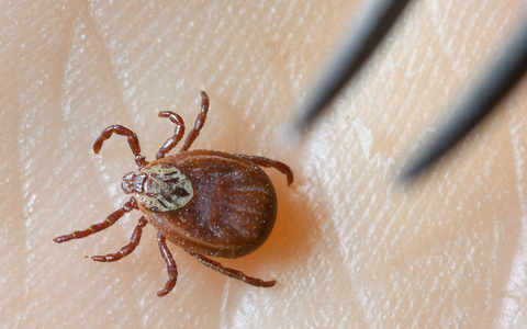 Zecken übertragen FSME und Borreliose. (Archivbild) - Foto: Patrick Pleul/dpa-Zentralbild/dpa