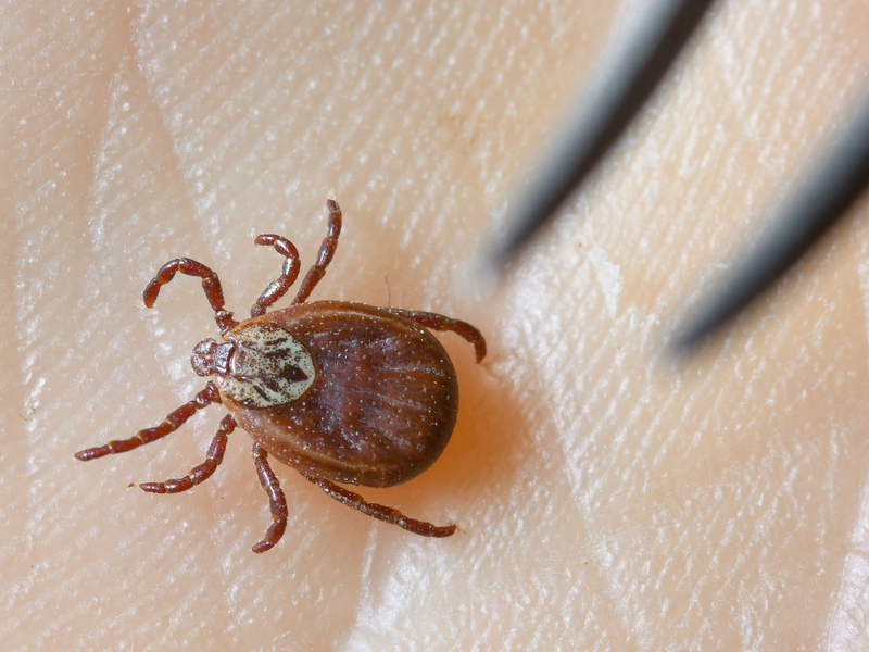 Zecken übertragen FSME und Borreliose. (Archivbild) - Foto: Patrick Pleul/dpa-Zentralbild/dpa