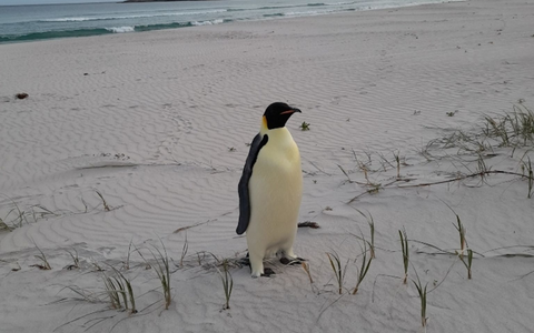 Badegäste am Ocean Beach staunten nicht schlecht über den seltenen Gast. - Foto: Uncredited/DBCA/dpa