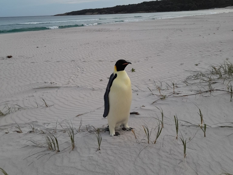 Badegäste am Ocean Beach staunten nicht schlecht über den seltenen Gast. - Foto: Uncredited/DBCA/dpa