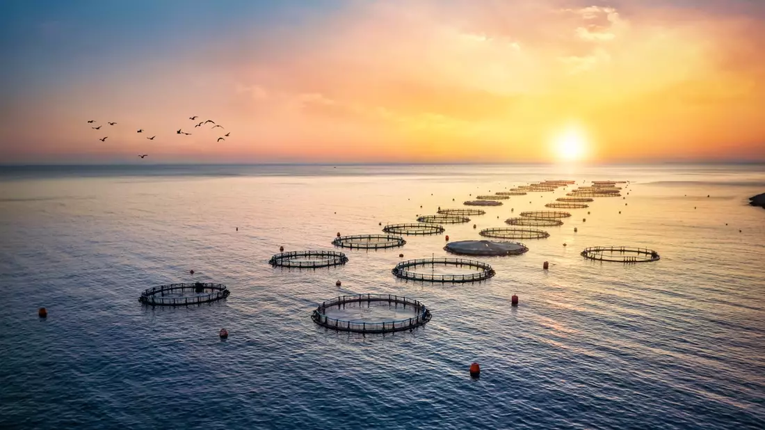 Fisch essen ist praktizierter Klimaschutz / Nachhaltiger Fischkonsum entlastet das Klima und schützt die Meere - Bild: presseportal.de