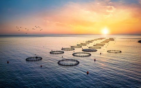 Fisch essen ist praktizierter Klimaschutz / Nachhaltiger Fischkonsum entlastet das Klima und schützt die Meere - Foto: presseportal.de