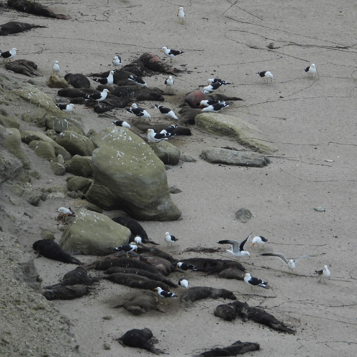Die Vogelgrippe sorgte an zahlreichen Stränden in Südamerika für jede Menge tote Meeressäuger.  - Foto: Valeria Falabella/Wildlife Cons/dpa