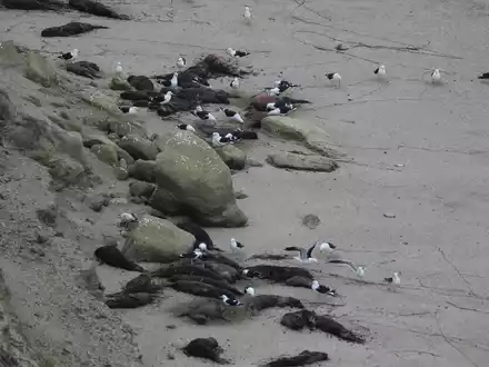 Die Vogelgrippe sorgte an zahlreichen Stränden in Südamerika für jede Menge tote Meeressäuger.  - Foto: Valeria Falabella/Wildlife Cons/dpa