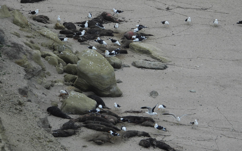 Die Vogelgrippe sorgte an zahlreichen Stränden in Südamerika für jede Menge tote Meeressäuger.  - Foto: Valeria Falabella/Wildlife Cons/dpa