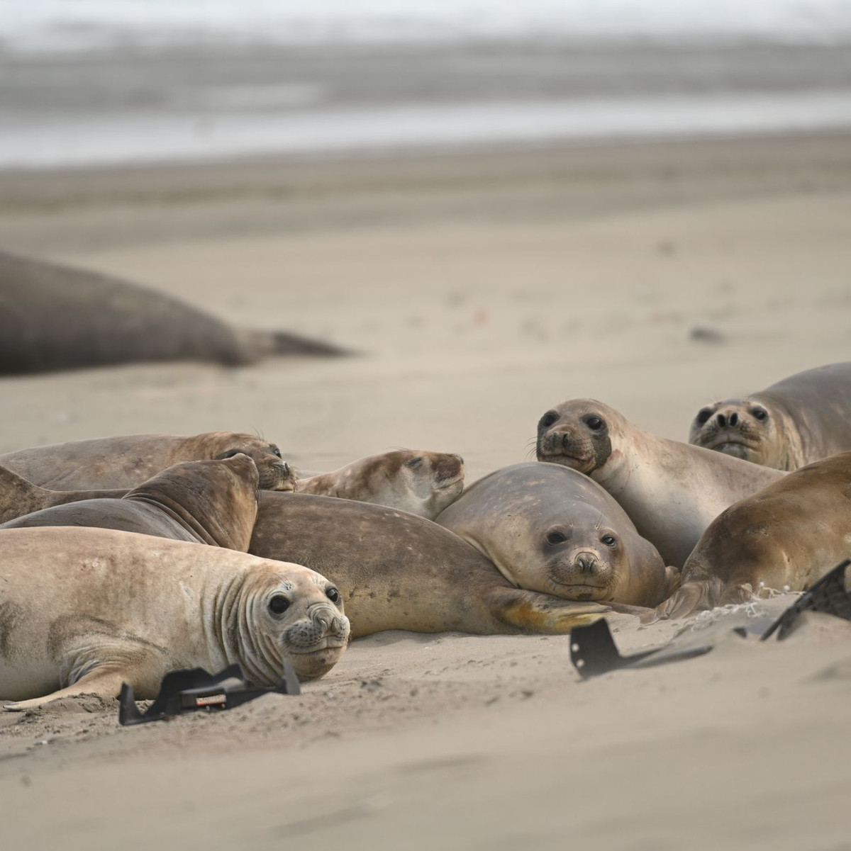 Auf diesem Bild aus dem Jahr 2022 sind gesunde See-Elefanten zu sehen. Ein Jahr später starben Tausende durch die Vogelgrippe. (Archivbild) - Foto: Maxi Jonas/dpa