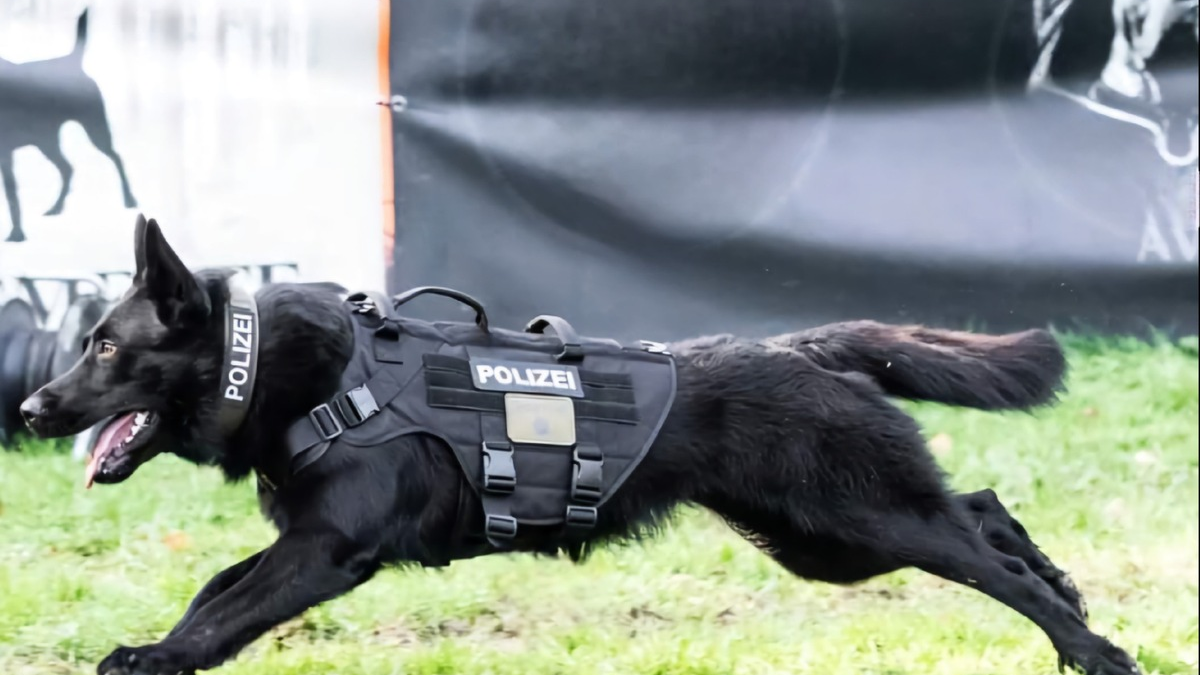 POL-DU: Duisburg-Nord/Oberhausen/Düsseldorf: Polizeihund Goethe stellt flüchtigen Autofahrer - Foto: presseportal.de