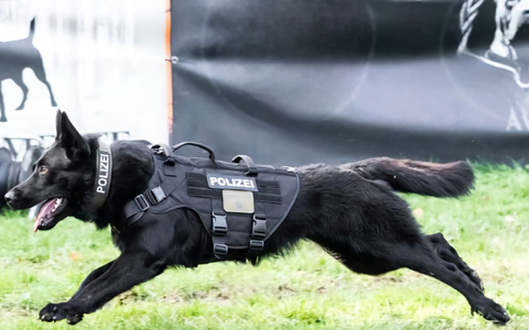 POL-DU: Duisburg-Nord/Oberhausen/Düsseldorf: Polizeihund Goethe stellt flüchtigen Autofahrer - Foto: presseportal.de