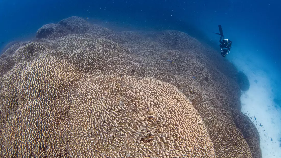 Die Mega-Koralle beherbergt viele weitere Lebewesen. - Bild: Manu San Félix/National Geographic Pristine Seas/dpa