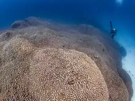 Die Mega-Koralle beherbergt viele weitere Lebewesen. - Foto: Manu San Félix/National Geographic Pristine Seas/dpa