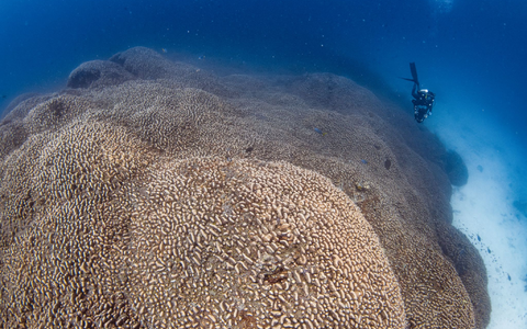 Die Mega-Koralle beherbergt viele weitere Lebewesen. - Foto: Manu San Félix/National Geographic Pristine Seas/dpa