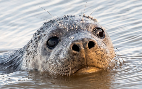 Zuletzt hat sich die Todesserie bei Kegelrobben in Vorpommern nicht fortgesetzt. - Foto: Daniel Bockwoldt/dpa
