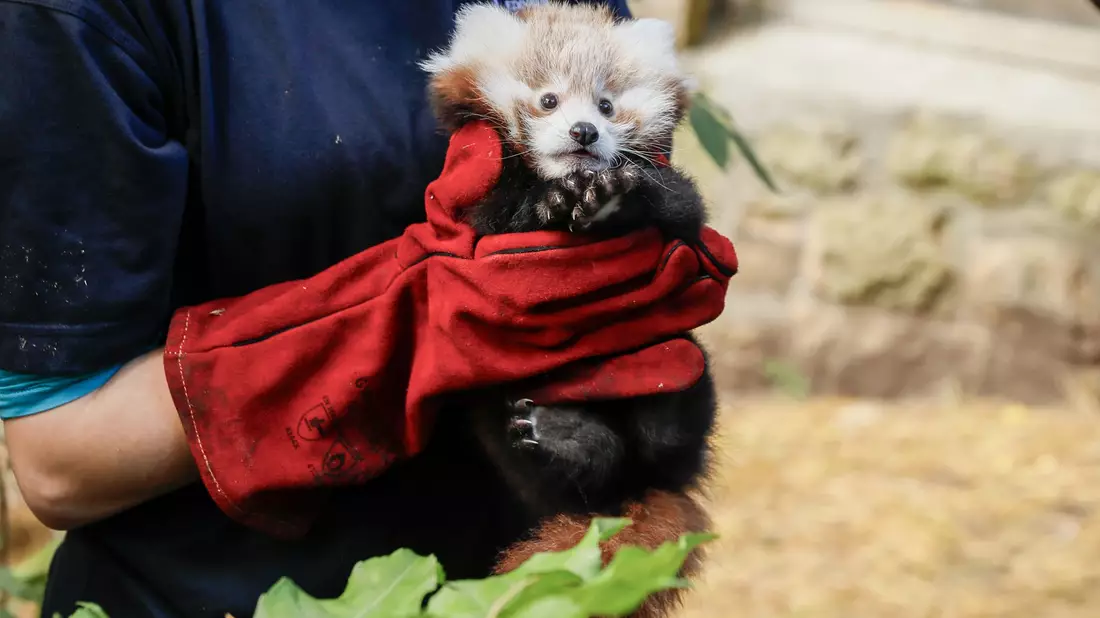 Das kleine Panda-Junge hatte erst vor kurzem seine Mutter verloren. (Archivbild) - Bild: Rzss/Rzss/PA Media/dpa