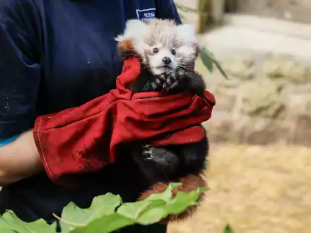 Das kleine Panda-Junge hatte erst vor kurzem seine Mutter verloren. (Archivbild) - Foto: Rzss/Rzss/PA Media/dpa