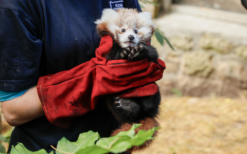 Das kleine Panda-Junge hatte erst vor kurzem seine Mutter verloren. (Archivbild) - Foto: Rzss/Rzss/PA Media/dpa Das kleine Panda-Junge hatte erst vor kurzem seine Mutter verloren. (Archivbild) - Foto: Rzss/Rzss/PA Media/dpa