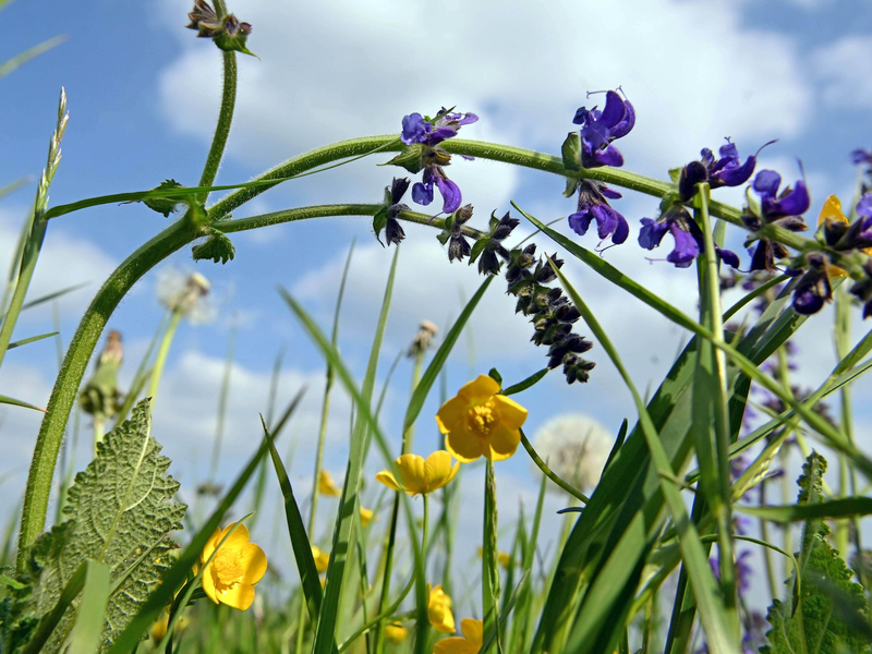 Durch das Urteil ist Deutschland verpflichtet, beim Wiesenschutz nachzubessern - ansonsten kann in einem zweiten Gerichtsverfahren eine Geldstrafe festgelegt werden. (Archivbild) - Foto: Uli Deck/dpa