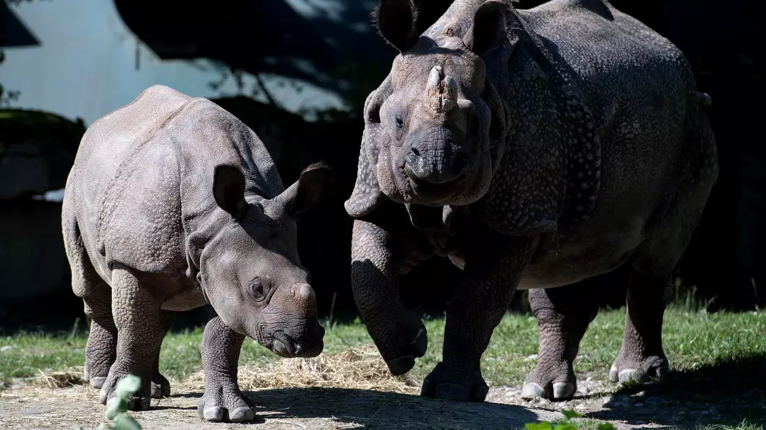 Nashorn-Mama Rapti (rechts) starb im Alter von 35 Jahren (Archivbild von 2016).  - Bild: picture alliance / dpa
