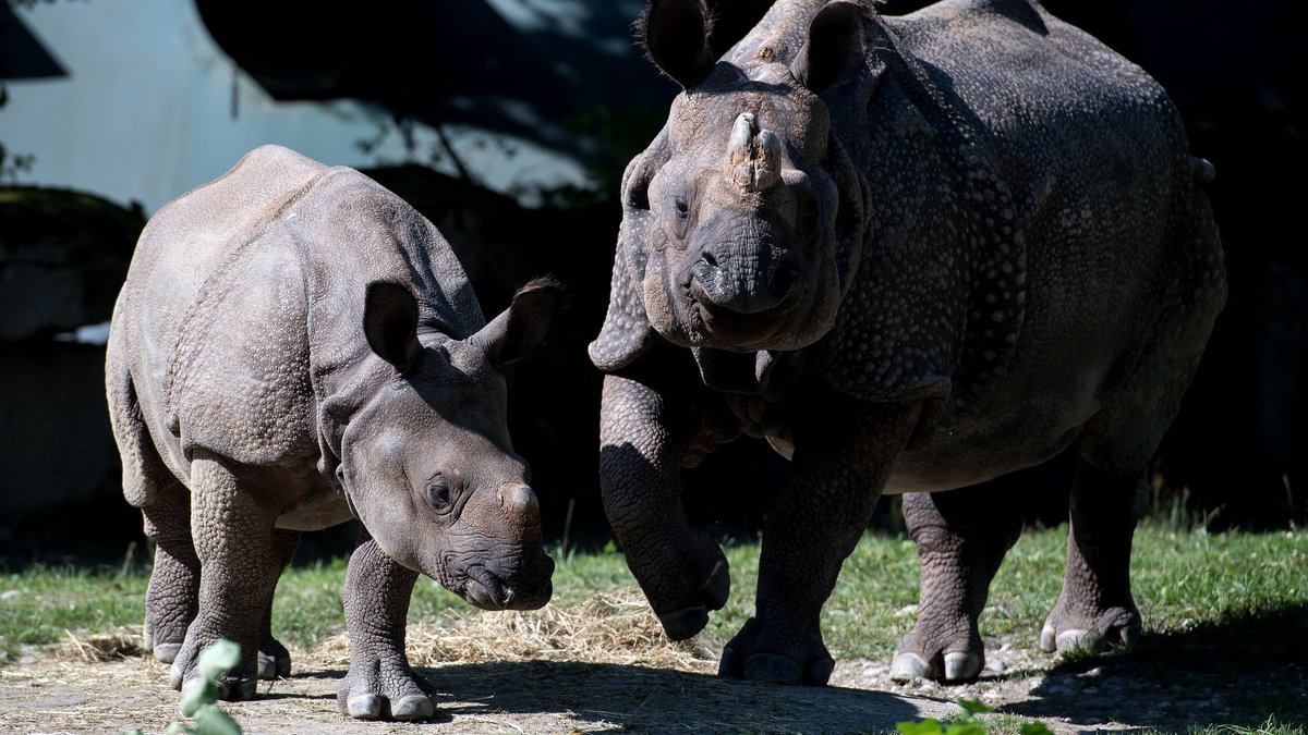 Nashorn-Mama Rapti (rechts) starb im Alter von 35 Jahren (Archivbild von 2016).  - Foto: picture alliance / dpa