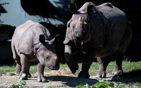 Nashorn-Mama Rapti (rechts) starb im Alter von 35 Jahren (Archivbild von 2016). - Foto: picture alliance / dpa Nashorn-Mama Rapti (rechts) starb im Alter von 35 Jahren (Archivbild von 2016). - Foto: picture alliance / dpa