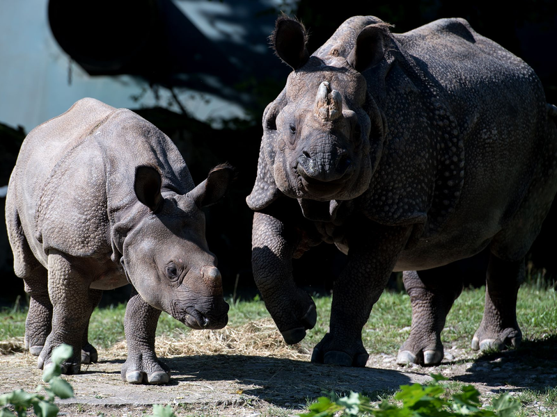 Nashorn-Mama Rapti (rechts) starb im Alter von 35 Jahren (Archivbild von 2016).  - Foto: picture alliance / dpa