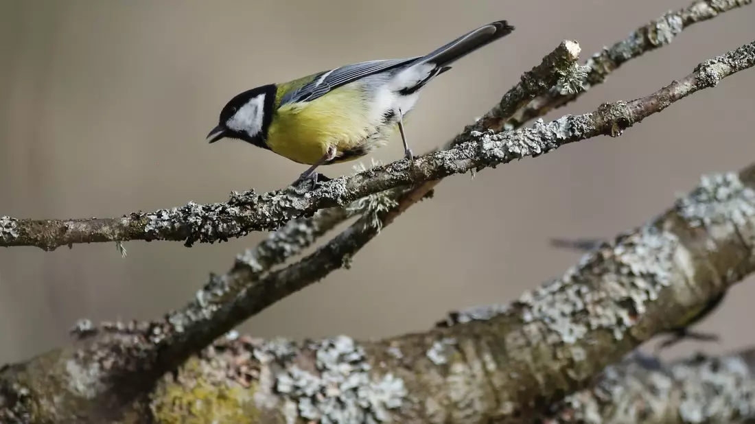 Bei Kohlmeisen kommt es immer wieder zu kleineren Wanderungen. Dann müssen sich die Vögel in neuen Umgebungen zurechtfinden. (Archivbild) - Bild: Thomas Warnack/dpa