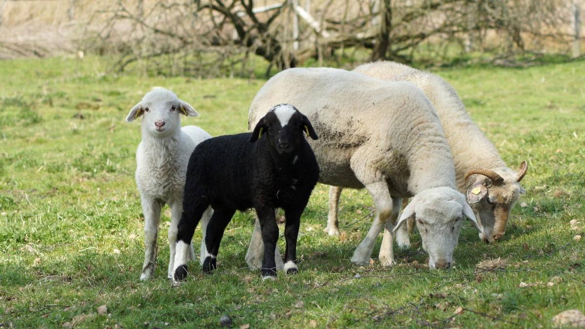 Landschaftspflege mit Schaf, Rind & Co.: Zoos mit alten Nutztierrassen im Einsatz für Europas Natur / Übergreifendes Symposium zur ökologischen Landschaftspflege in Kiel - Foto: presseportal.de