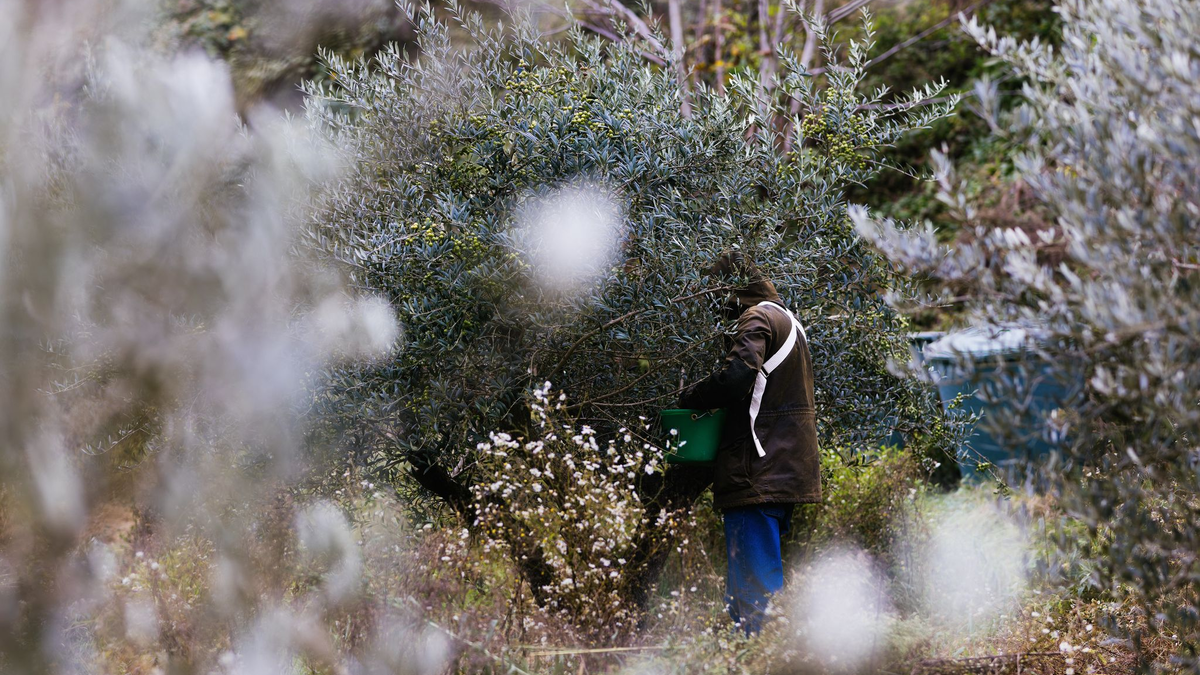 2024 ist für Olivenbauern ein besseres Jahr als 2023. - Foto: Philipp von Ditfurth/dpa
