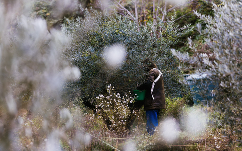 2024 ist für Olivenbauern ein besseres Jahr als 2023. - Foto: Philipp von Ditfurth/dpa