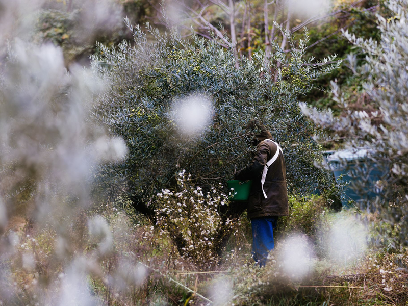 2024 ist für Olivenbauern ein besseres Jahr als 2023. - Foto: Philipp von Ditfurth/dpa