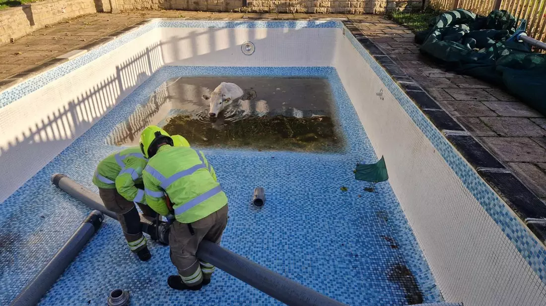 Mit einem Seilzug hievten die Einsatzkräfte das Tier aus dem Pool. - Bild: -/Leicestershire Fire And Rescue Service/PA Media/dpa