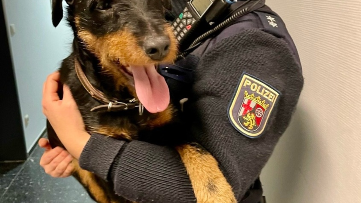 POL-PDTR: Fundhund - Deutscher Jagdterrier auf der B327 - Foto: presseportal.de