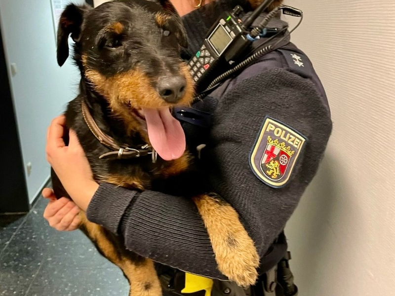 POL-PDTR: Fundhund - Deutscher Jagdterrier auf der B327 - Foto: presseportal.de