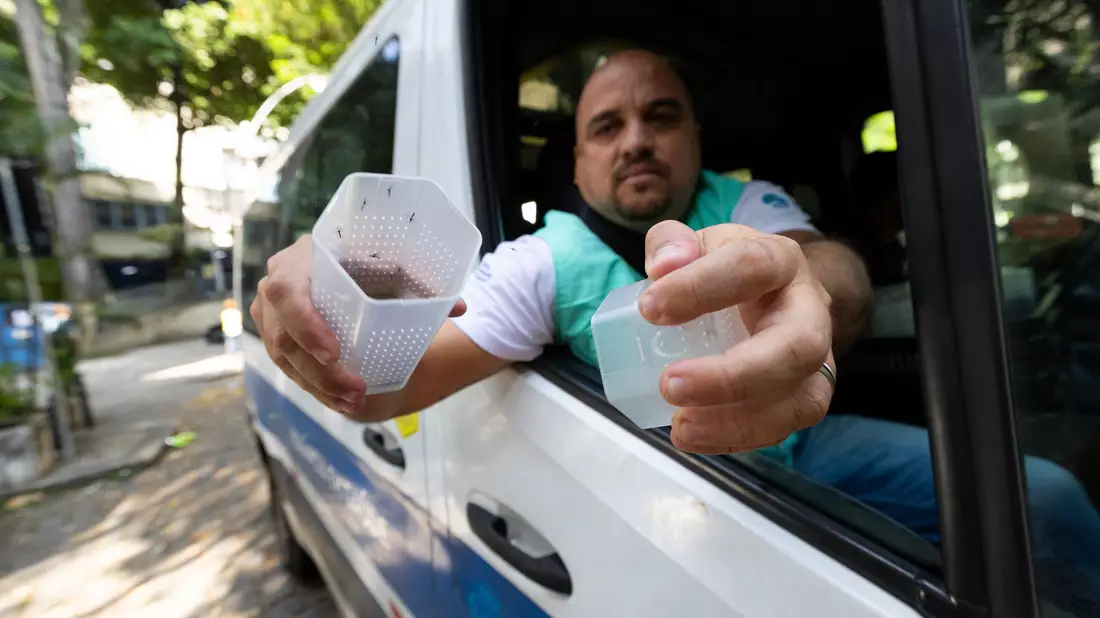 Ein Mitarbeiter des brasilianischen Instituts Fiocruz setzt in Rio de Janeiro Gelbfiebermücken frei, die mit Wolbachia-Bakterien modifiziert wurden. (Archivbild) - Bild: Fernando Souza/dpa