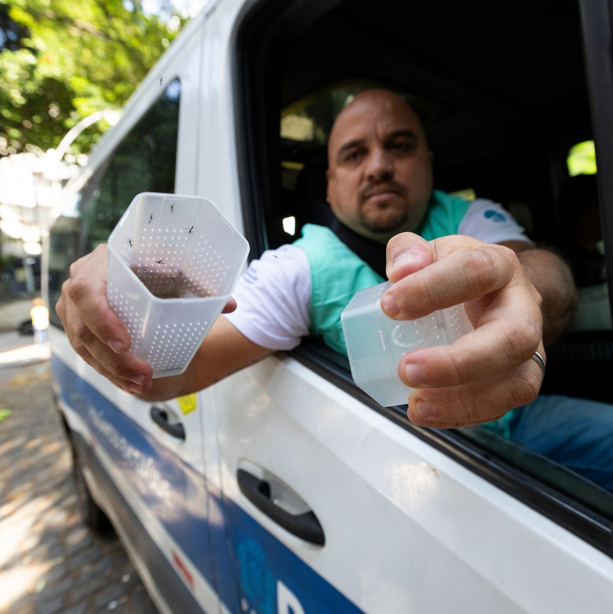 Ein Mitarbeiter des brasilianischen Instituts Fiocruz setzt in Rio de Janeiro Gelbfiebermücken frei, die mit Wolbachia-Bakterien modifiziert wurden. (Archivbild) - Foto: Fernando Souza/dpa
