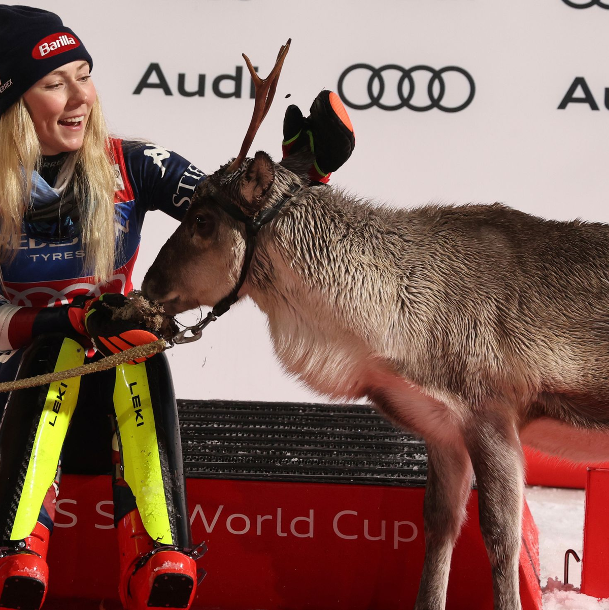 Als Siegerin bekommt Mikaela Shiffrin wieder die Patenschaft für ein Rentier. - Foto: Marco Trovati/AP