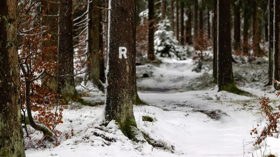 Schneefälle haben den Rennsteig im Thüringer Wald in eine Winterlandschaft verwandelt. - Bild: Michael Reichel/dpa