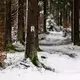 Schneefälle haben den Rennsteig im Thüringer Wald in eine Winterlandschaft verwandelt. - Bild: Michael Reichel/dpa
