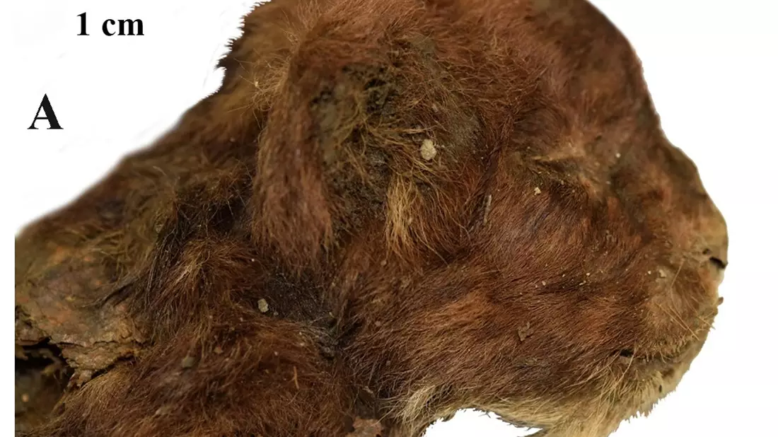 Dieser kleine Säbelzahntiger lebte vor mehr als 30.000 Jahren. Da er im Permafrost lag, ist er gut erhalten. - Bild: Alexey V. Lopatin/dpa