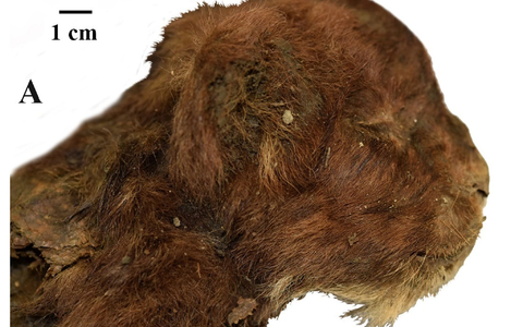 Dieser kleine Säbelzahntiger lebte vor mehr als 30.000 Jahren. Da er im Permafrost lag, ist er gut erhalten. - Foto: Alexey V. Lopatin/dpa