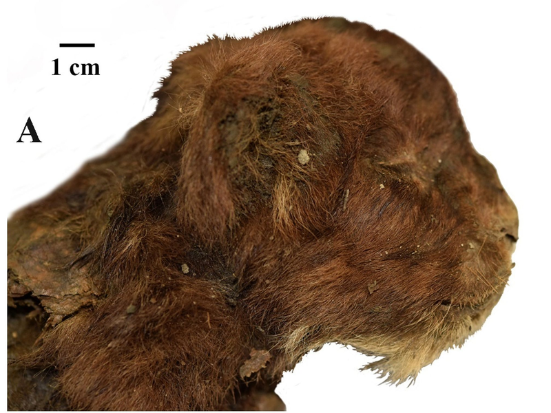 Dieser kleine Säbelzahntiger lebte vor mehr als 30.000 Jahren. Da er im Permafrost lag, ist er gut erhalten. - Foto: Alexey V. Lopatin/dpa