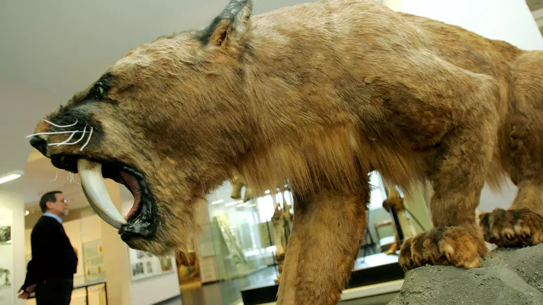 So wie hier im Kasseler Naturkundemuseum Ottoneum könnte ein ausgewachsener Säbelzahntiger ausgesehen haben. - Bild: picture alliance / dpa