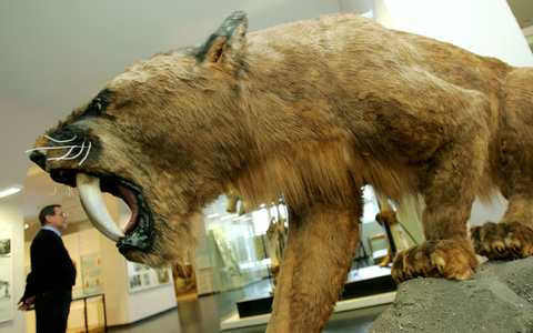 So wie hier im Kasseler Naturkundemuseum Ottoneum könnte ein ausgewachsener Säbelzahntiger ausgesehen haben. - Foto: picture alliance / dpa