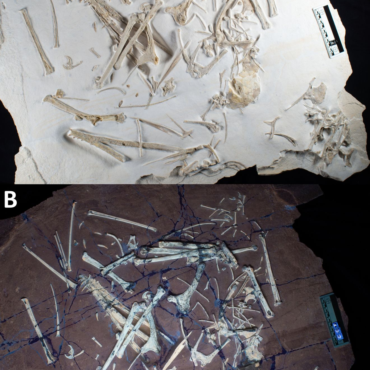 Die Überreste eines in Bayern gefundenen Flugsauriers, einmal unter natürlichem Licht, einmal unter UV-Licht. - Foto: René Lauer/Eurekalert/dpa