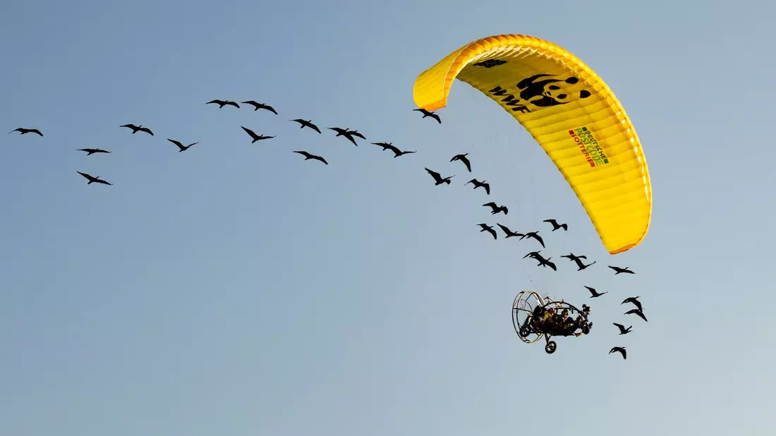 Teile der Strecke mussten die seltenen Vögel auch im Auto zurücklegen. - Bild: Gunnar Hartmann/Waldrappteam Conservation and Research/dpa