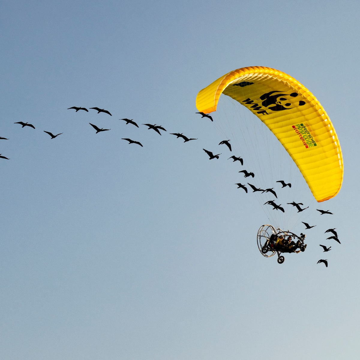 Teile der Strecke mussten die seltenen Vögel auch im Auto zurücklegen. - Foto: Gunnar Hartmann/Waldrappteam Conservation and Research/dpa