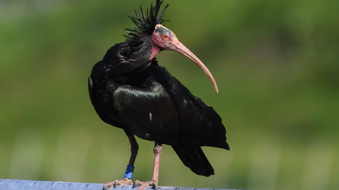 Der Waldrapp gilt laut Roter Liste der bedrohten Arten weltweit als stark gefährdet. (Archivbild) - Bild: Felix Kästle/dpa