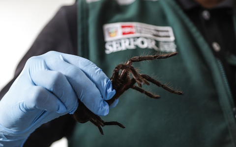 Auch Tausendfüßer waren unter den sicher gestellten Tieren. - Foto: -/Serfor/dpa